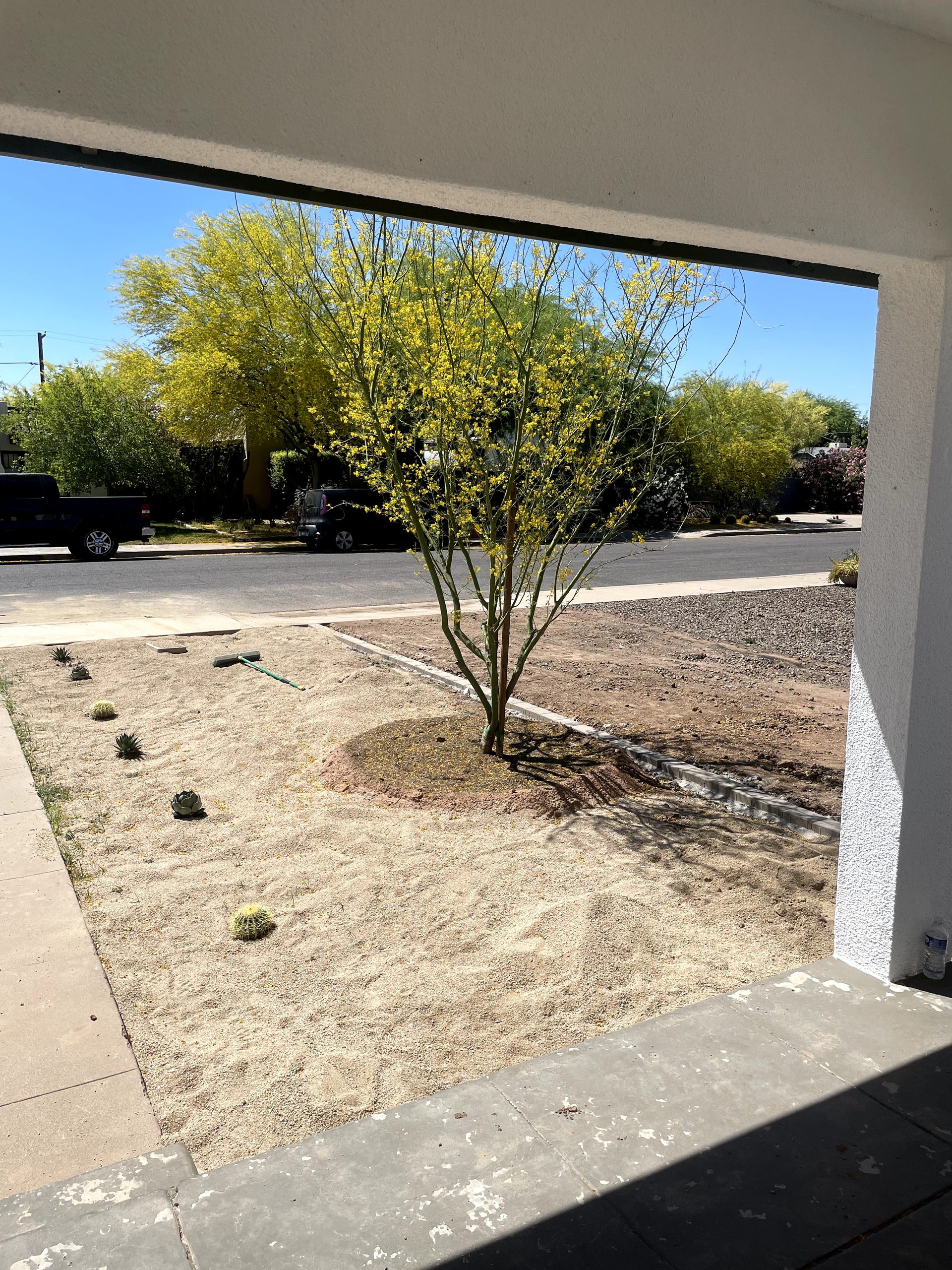 Golden barrel cactus set in decomposed granite at a Coronado historic home in Phoenix