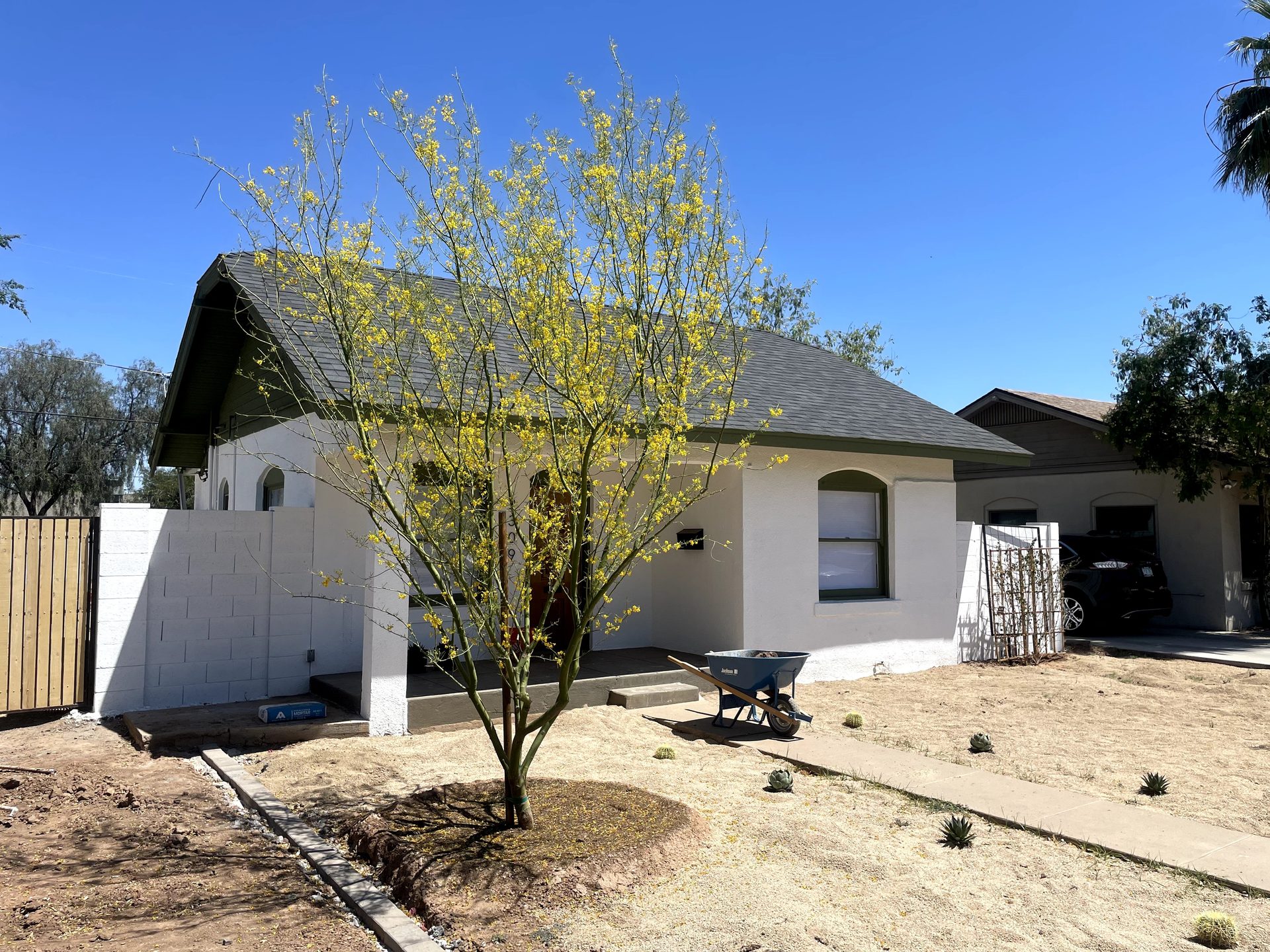 Young Desert Museum palo verde tree in bloom planted in a low-water front yard, Phoenix