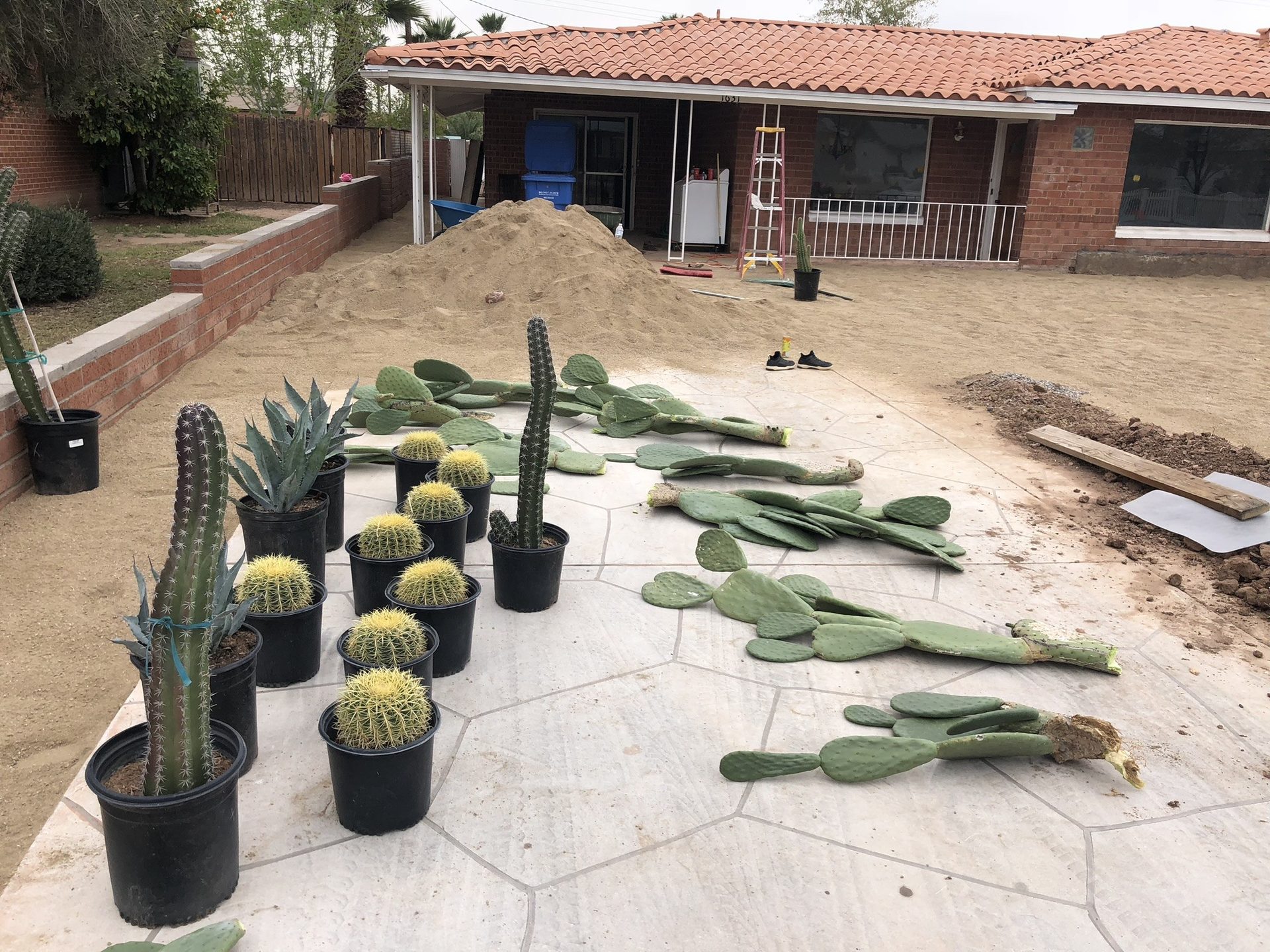Golden barrel cactus, agave, and prickly pear staged for planting in a Phoenix front yard