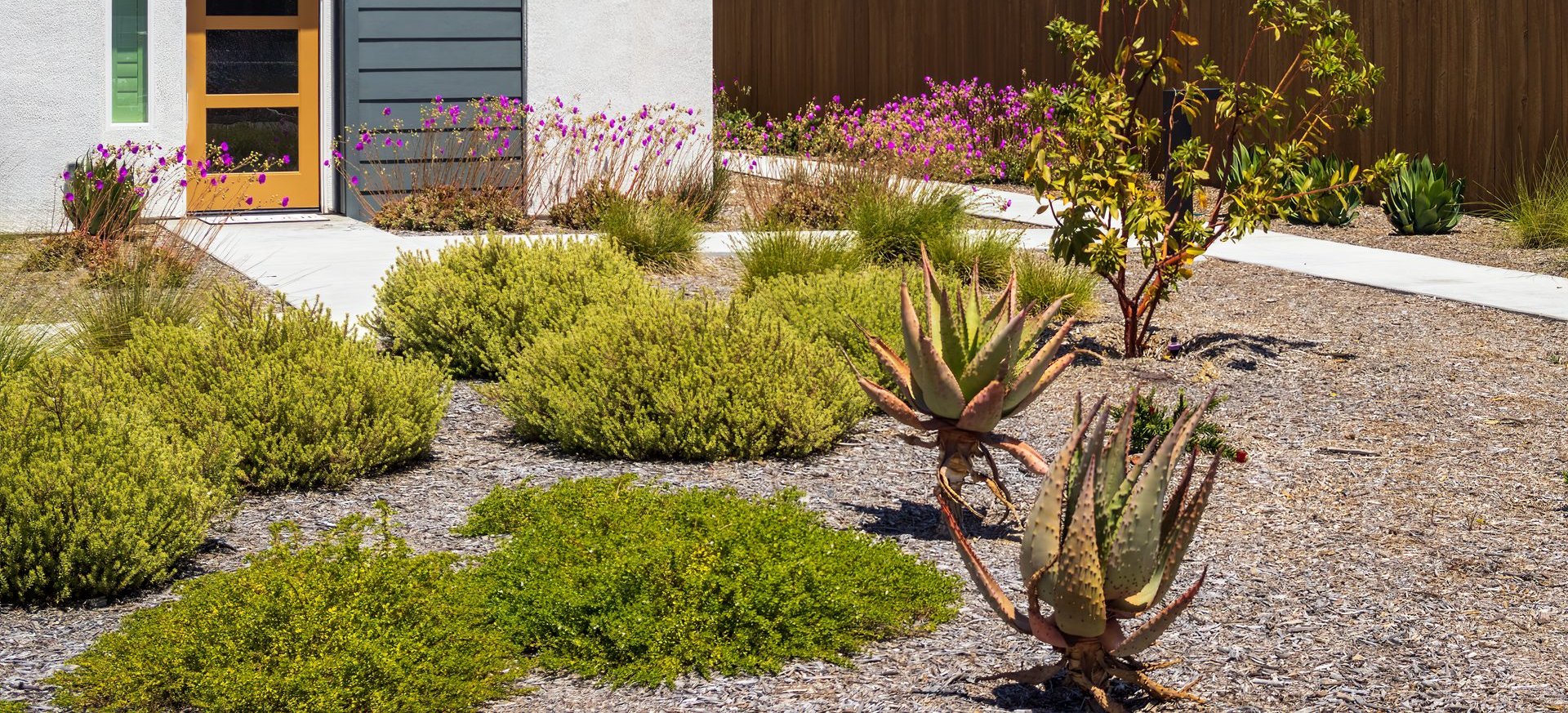 A front yard planted with mounded groundcover shrubs, red-tipped aloes, pink flowering perennials and a young leafy tree beside a white stucco house